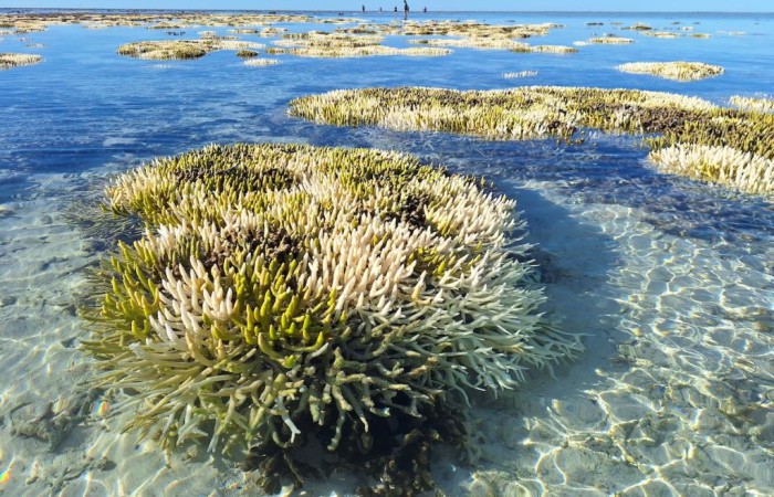 โลกเดือด! กดดัน “ปะการังฟอกขาวทั่วโลก ครั้งที่ 4” เกิดแล้ว 53 ประเทศ