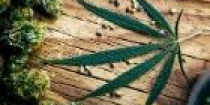 ประกาศกระทรวงสาธารณสุข (ฉบับที่ 427) พ.ศ. 2564 ออกตามความในพระราชบัญญัติอาหาร พ.ศ. 2522 เรื่อง ผลิตภัณฑ์อาหารที่มีส่วนประกอบของส่วนของกัญชาหรือกัญชง