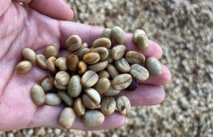 ยกระดับคุณภาพเมล็ดกาแฟอะราบิกาไทยด้วยเทคโนโลยีแสงซินโครตรอน