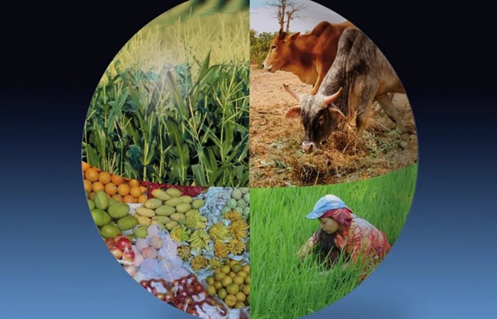 เมื่อภูมิอากาศโลกเปลี่ยน ความมั่นคงอาหารไทยต้องปรับ