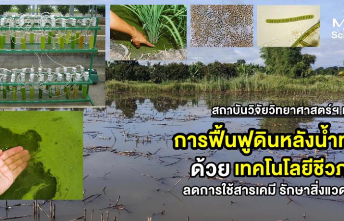 วว. แนะนำการฟื้นฟูดินหลังน้ำท่วม ด้วยเทคโนโลยีชีวภาพ ลดการใช้สารเคมี รักษาสิ่งแวดล้อม