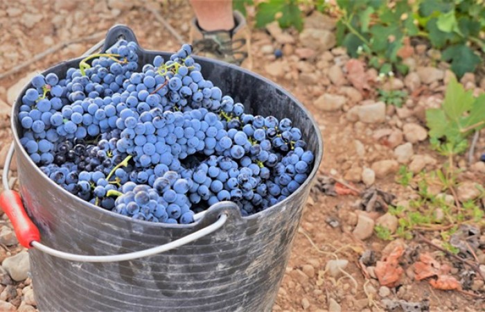 หายนะสภาพอากาศ! กระทบไวน์ฝรั่งเศสผลิตลดลง 18%